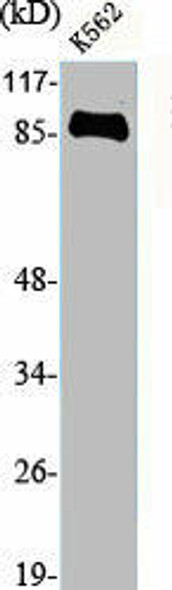 HSP90B1 Antibody (PACO06459)