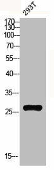 MRPL10 Antibody (PACO06653)