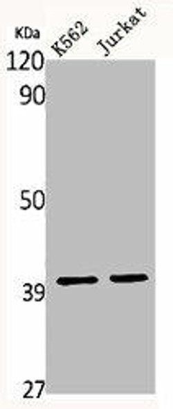 MRPS35 Antibody (PACO06658)