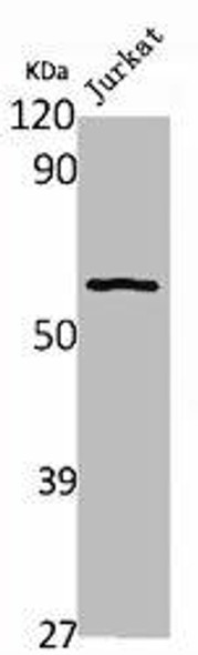 RAD18 Antibody (PACO06788)