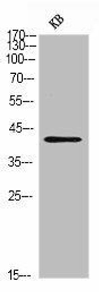 CD244 Antibody (PACO06901)