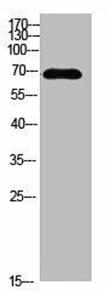 IL16 Antibody (PACO07323)