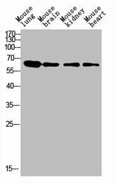 LGALS3BP Antibody (PACO07346)