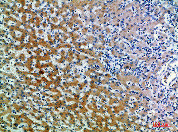 CD109 Antibody (PACO07357)