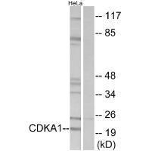 CDK2AP1 Antibody (PACO21679)