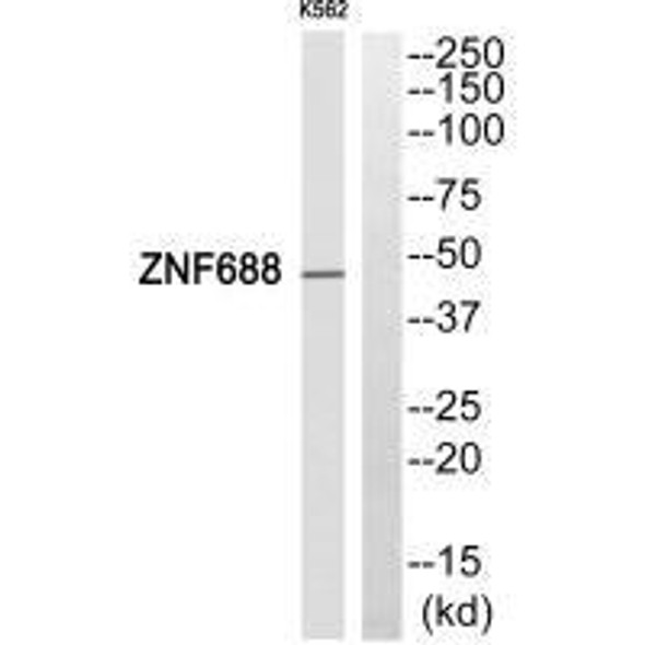 ZNF688 Antibody (PACO21909)