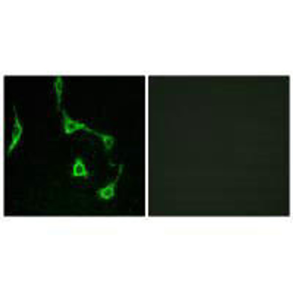 CDH10 Antibody (PACO22017)