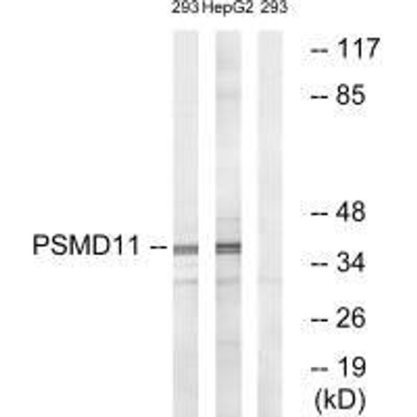 PSMD11 Antibody (PACO22081)
