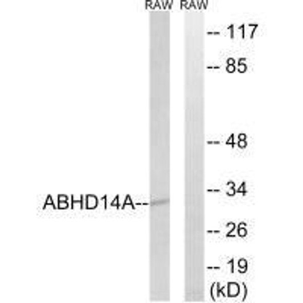 ABHD14A Antibody (PACO22111)