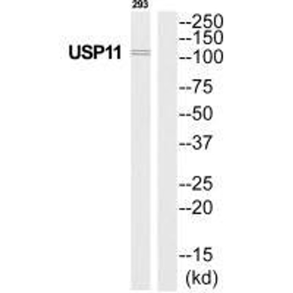 USP11 Antibody (PACO22666)