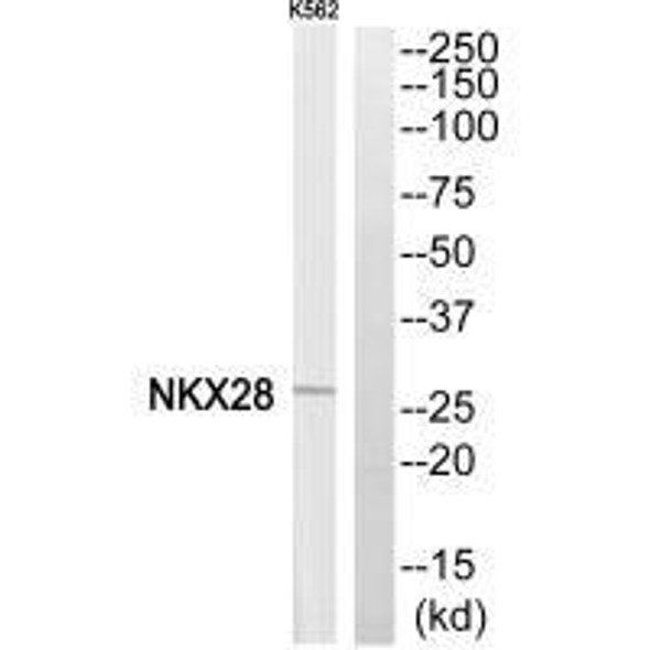 NKX28 Antibody (PACO22719)