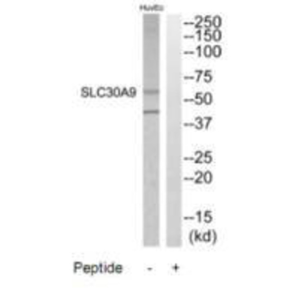 SLC30A9 Antibody (PACO22738)