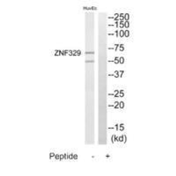 ZNF329 Antibody (PACO22839)