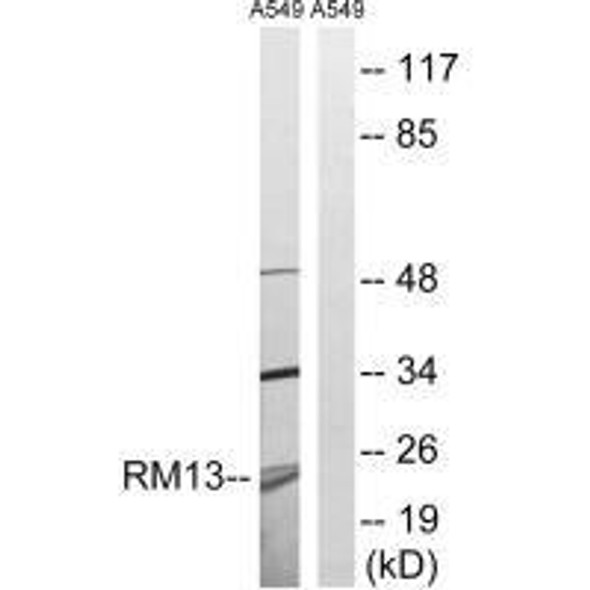 MRPL13 Antibody (PACO23353)
