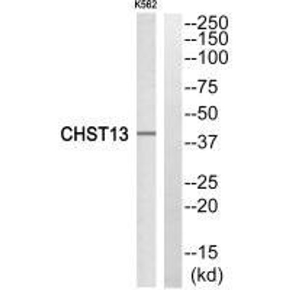 CHST13 Antibody (PACO23403)