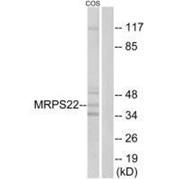 MRPS22 Antibody (PACO23447)