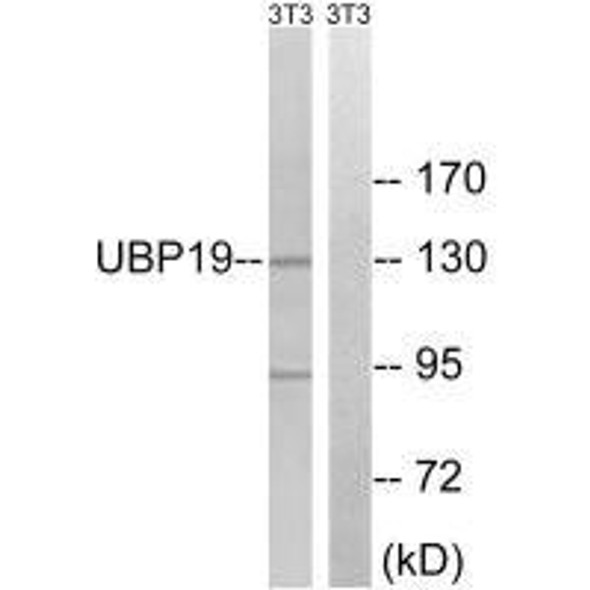 USP19 Antibody (PACO23493)
