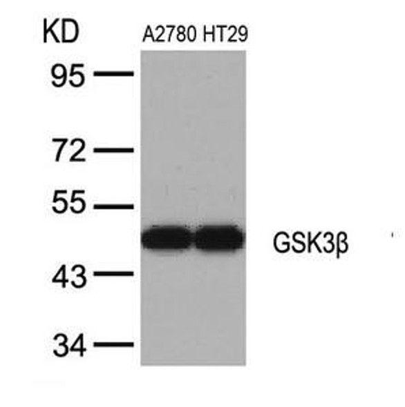 GSK3B (Ab-9) Antibody (PACO23532)