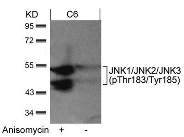 Phospho-MAPK8/MAPK9/MAPK10 (Thr183/Tyr185) Antibody (PACO24505)