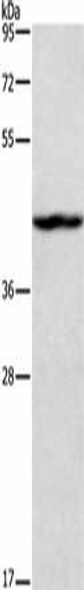 TBX20 Antibody (PACO14426)