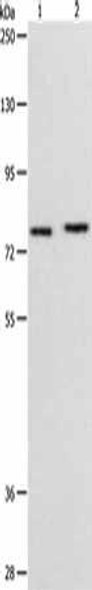 PEG10 Antibody (PACO14865)