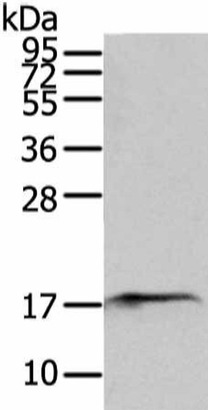 SNX12 Antibody (PACO17137)