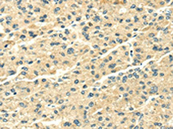 SNX20 Antibody (PACO17140)