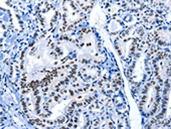 POU2AF1 Antibody (PACO17643)