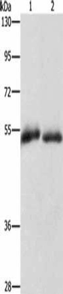 CD36 Antibody (PACO19420)