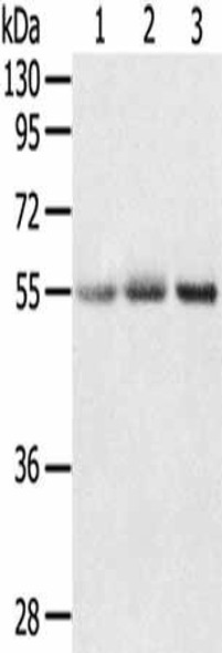 CWC27 Antibody (PACO20410)