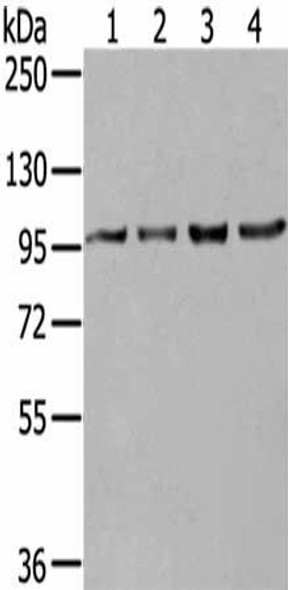 NUP98 Antibody (PACO20836)