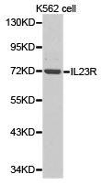 IL23R Antibody (PACO21167)