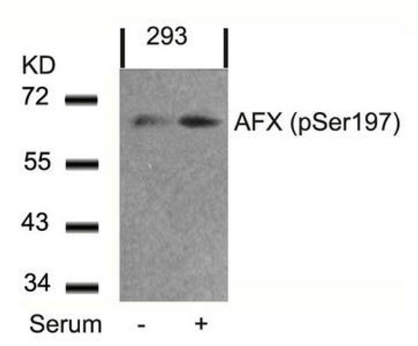 Phospho-FOXO4 (Ser197) Antibody (PACO24469)