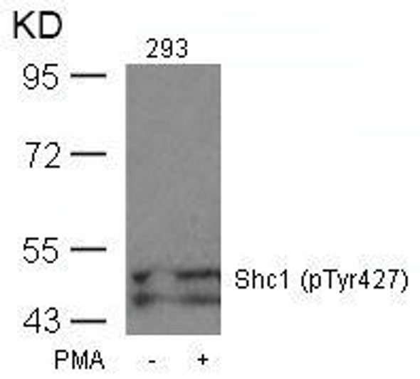 Phospho-SHC1 (Tyr427) Antibody (PACO24503)