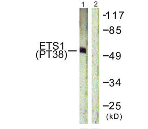Phospho-Ets1 (Thr38) Antibody (PACO24525)