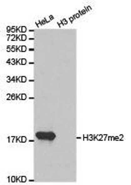 Histone H3K27me2 Antibody (PACO24577)