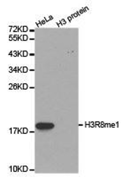 Histone H3R8me1 Antibody (PACO24592)