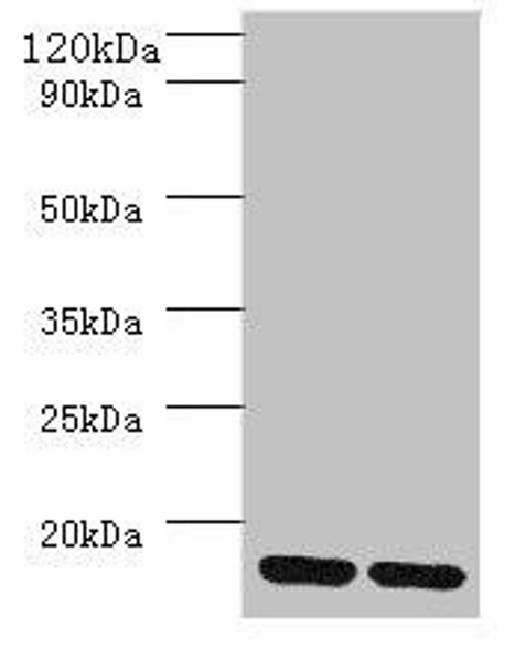 MRPL55 Antibody (PACO28366)