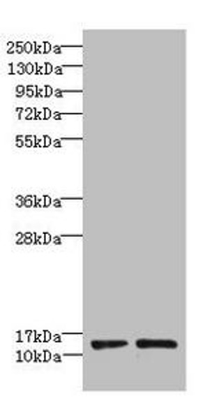 RPP14 Antibody (PACO29616)