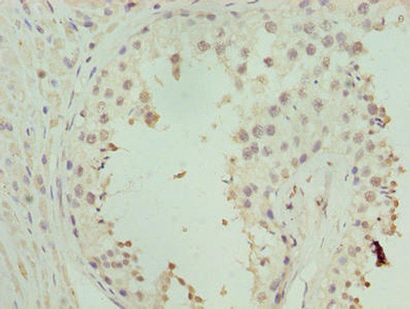 ZNF490 Antibody (PACO31340)
