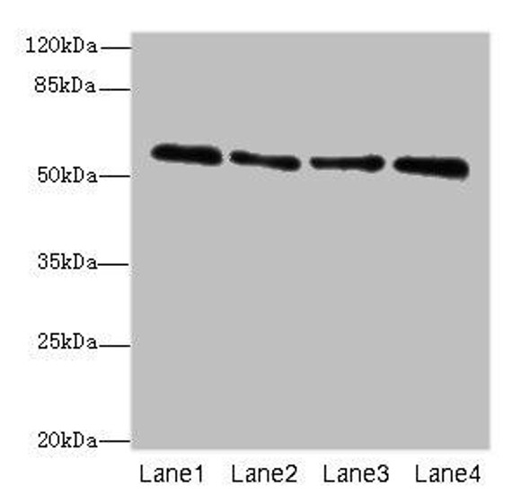ZNF563 Antibody (PACO31384)