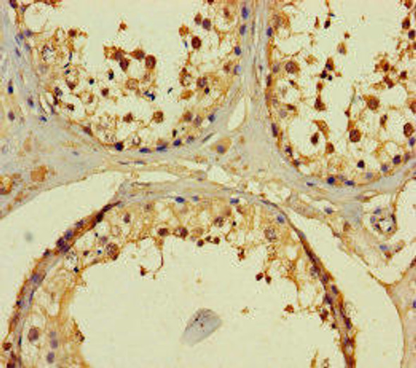 FAM166A Antibody (PACO36950)