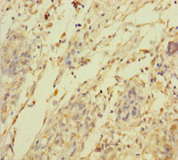 C2orf49 Antibody (PACO40358)