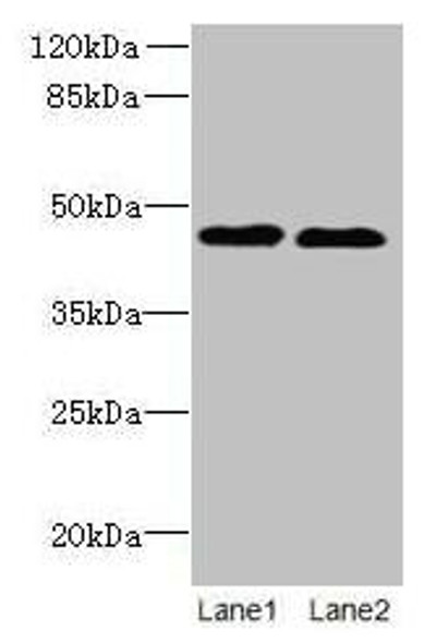 KCNK13 Antibody (PACO40450)