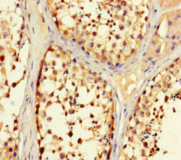 TRIM36 Antibody (PACO40862)