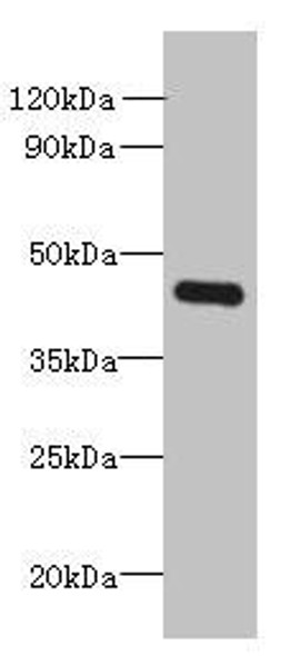 FAM105A Antibody (PACO41178)