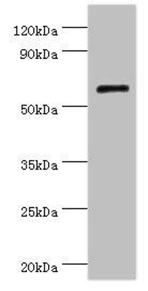 COL10A1 Antibody (PACO43208)