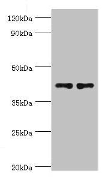 CD33 Antibody (PACO43489)