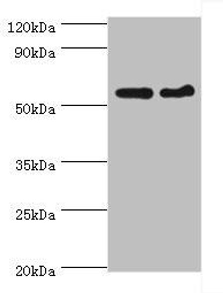 CDK16 Antibody (PACO43952)