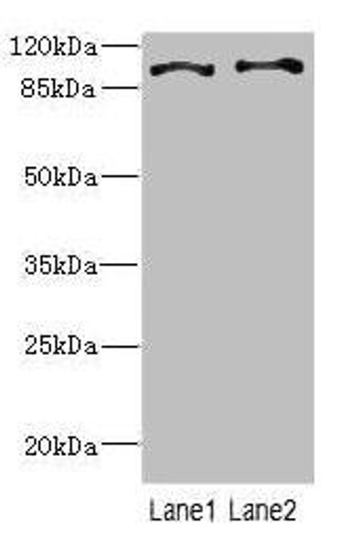 CCP110 Antibody (PACO44870)